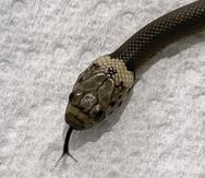 Se trataba de una serpiente venenosa cabeza pálida que, según las autoridades