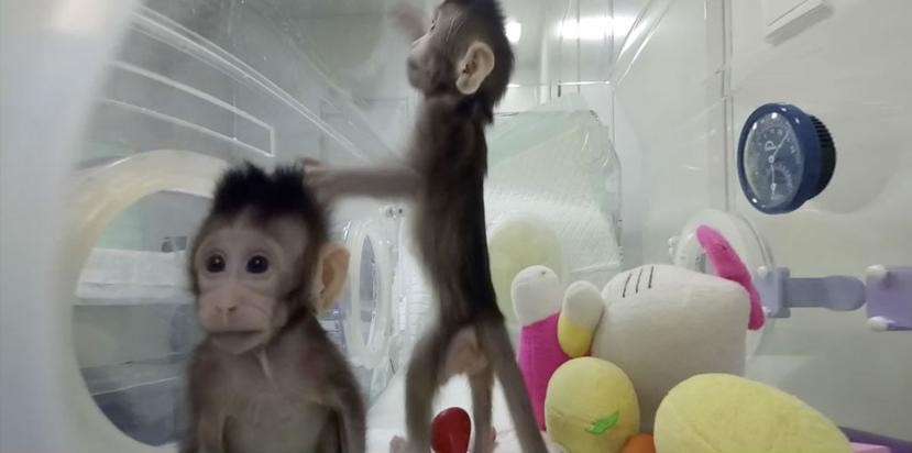 La imagen provista por la Academia de Ciencias China, muestra a los primeros primates clonados con el método que produjo a la oveja Dolly (AP).