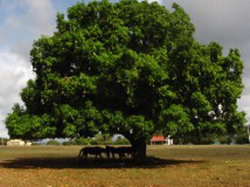 Uno de los muchos paisajes de la isla donde se mezclan los árboles de mango y los caballos.