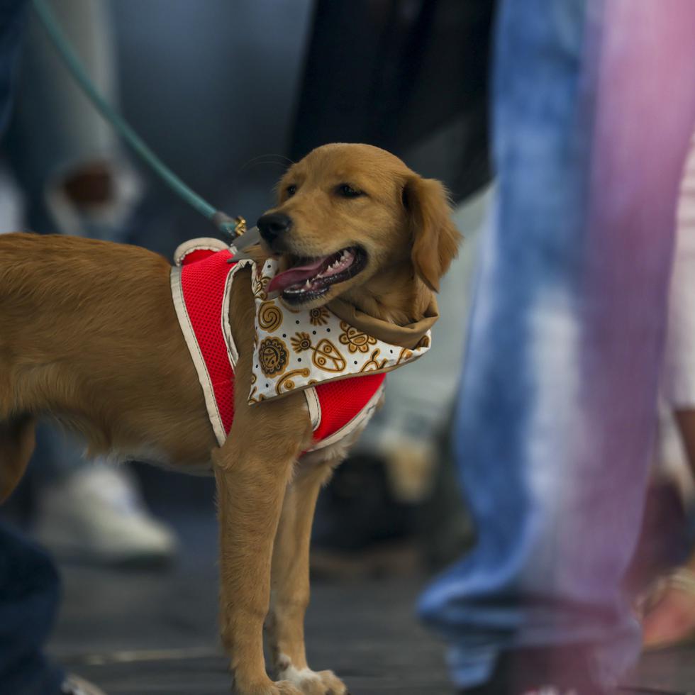 La organización El Foster Club busca hogares temporeros, en o  fuera Puerto Rico, a los perros que rescatan de las calles.