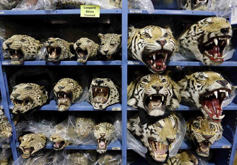 El Deposito Nacional de Fauna Salvaje es el único lugar de Estados Unidos que almacena una colección tan grande de objetos confiscados de fauna salvaje. (AP)