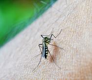 El trabajo demuestra que una infección por Zika no debe aumentar el peligro de infección por dengue. (Pixabay)