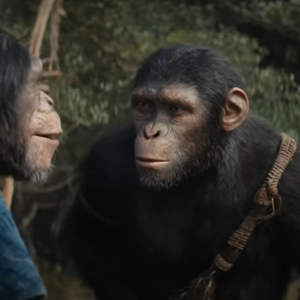 La película "Kingdom of the Planet of the Apes" estrenó en Puerto Rico el jueves, 8 de mayo de 2024.