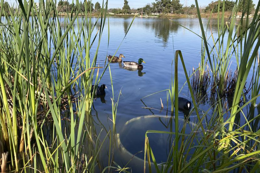 Patos en un lago del parque Earvin "Magic" Johnson en Willowbrook, California, el miércoles 18 de enero de 2023. El lago es parte de un sistema diseñado para filtrar y reciclar la escorrentía de aguas pluviales para el lago y el riego y evitar que terminen directamente en el mar.