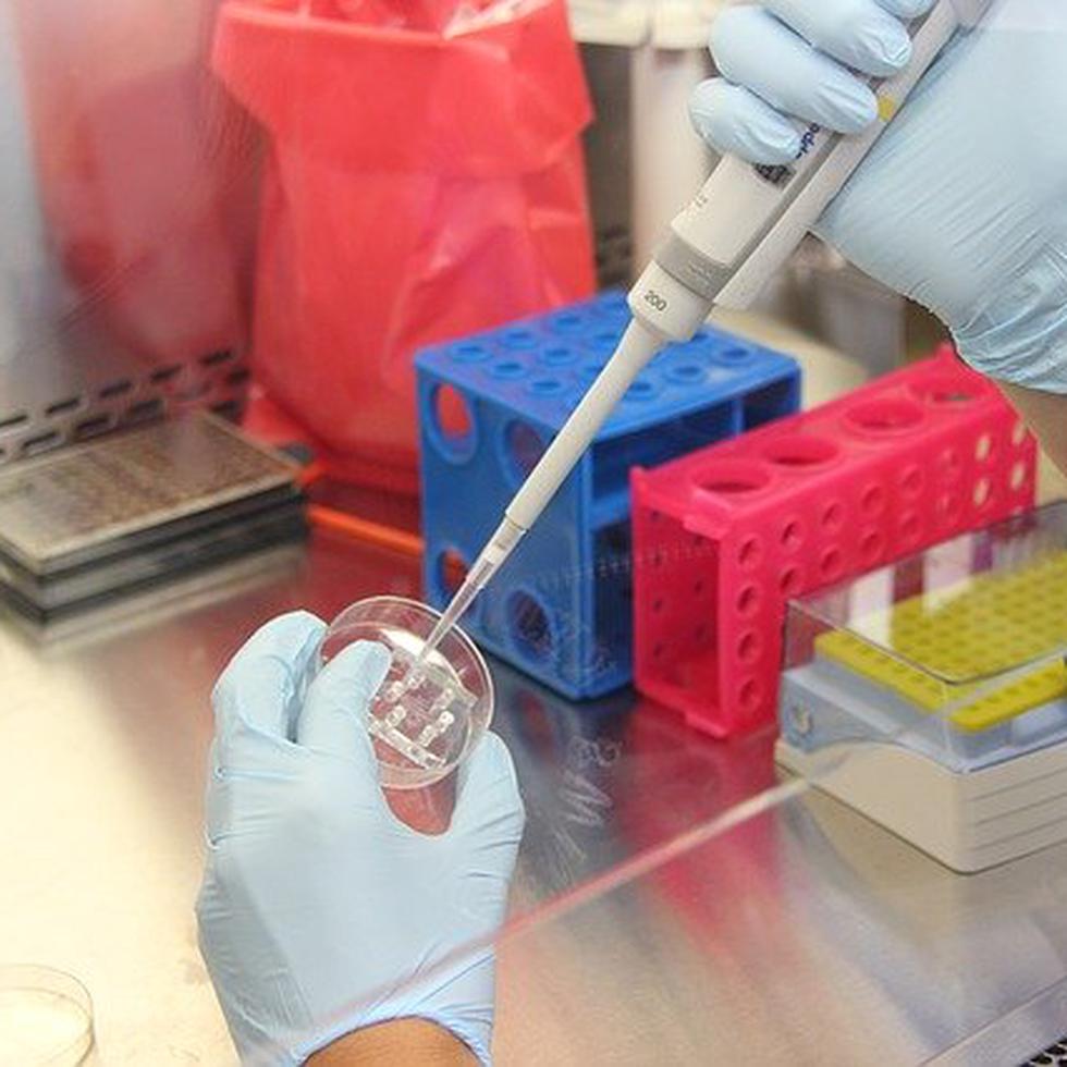 El conocimiento de la biología celular del reovirus humano puede también ayudar a potenciar su uso para tratamientos contra el cáncer. (Pixabay)