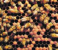 La población estimada en el apiario de la Reserva Natural Hacienda La Esperanza es de dos millones de abejas. Son abejas africanizadas.