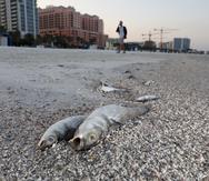 Numerosos peces muertos yacen en una playa debido a la presencia de marea roja en la playa de la localidad de Clearwater, condado Pinellas, en Florida.