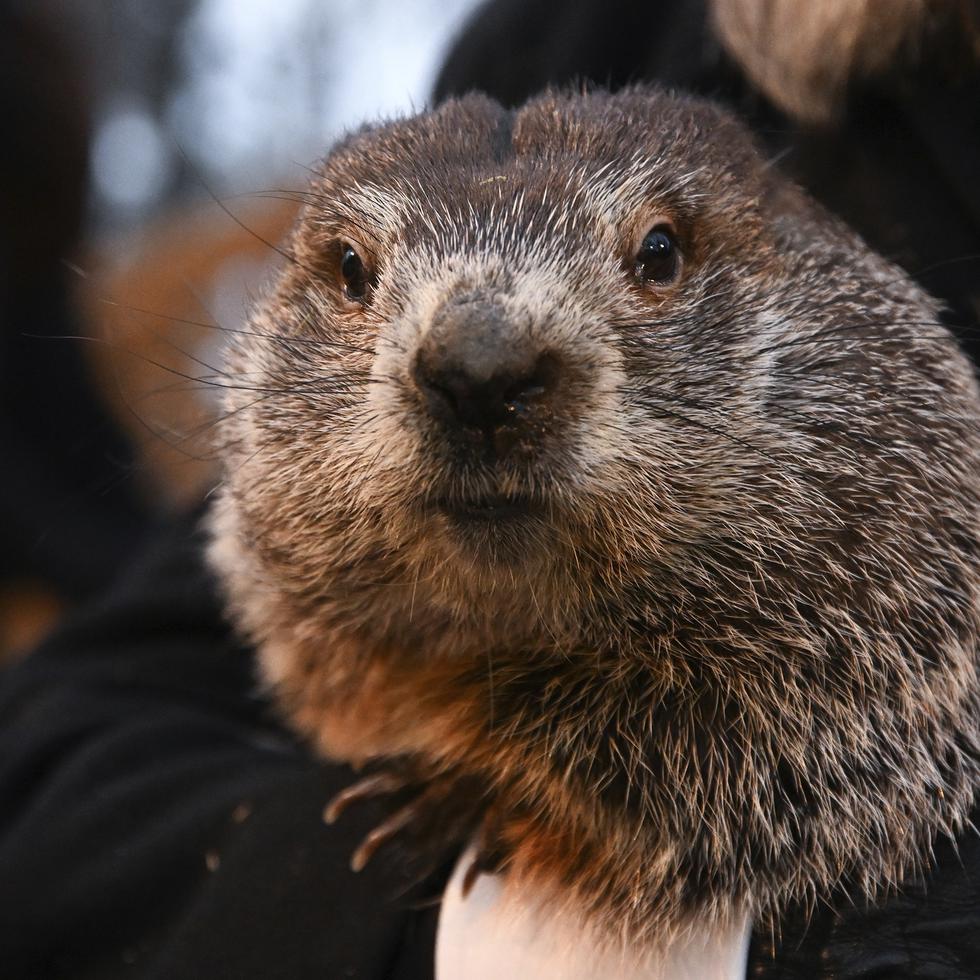 A.J. Dereume, manejador del Groundhog Club, sostiene a Punxsutawney Phil, la marmota que pronostica el clima, durante la celebración número 136 del Día de la Marmota en Gobbler's Knob en Punxsutawney, Pensilvania, el miércoles 2 de febrero de 2022. La marmota pronosticó seis semanas más de invierno. (Foto AP/Barry Reeger)
