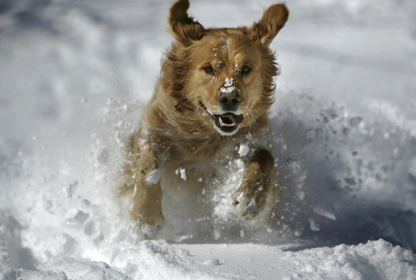 Los perros de caza, como el golden retriever o el setter irlandés, trazan sus orígenes a Inglaterra en la época victoriana (siglo 18). (Archivo/AP)