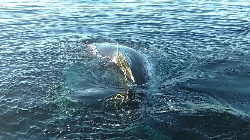 Las colisiones con barcas rápidas son una de las principales causas de muerte de algunas especies de ballenas. (Archivo / EFE)