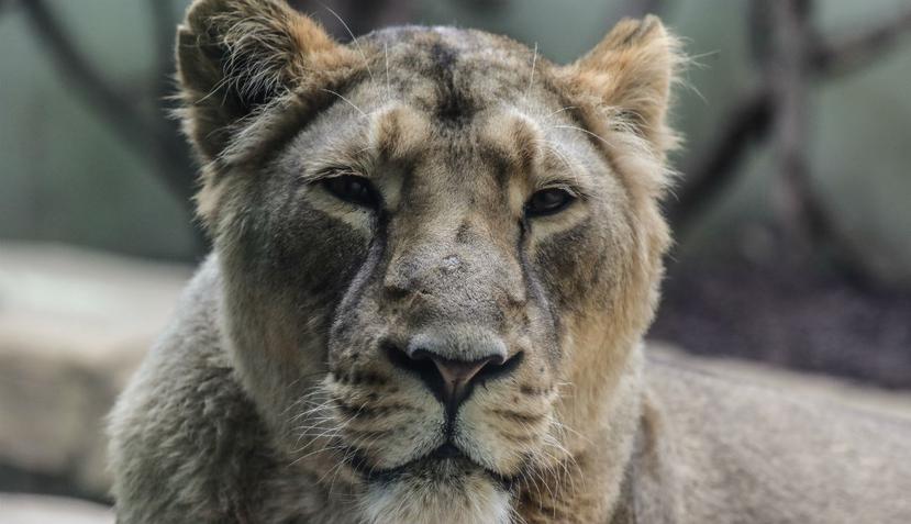Recientemente, en el zoológico de Leipzig, Alemania, una leona mató y se comió a sus dos cachorros recién nacidos (EFE).