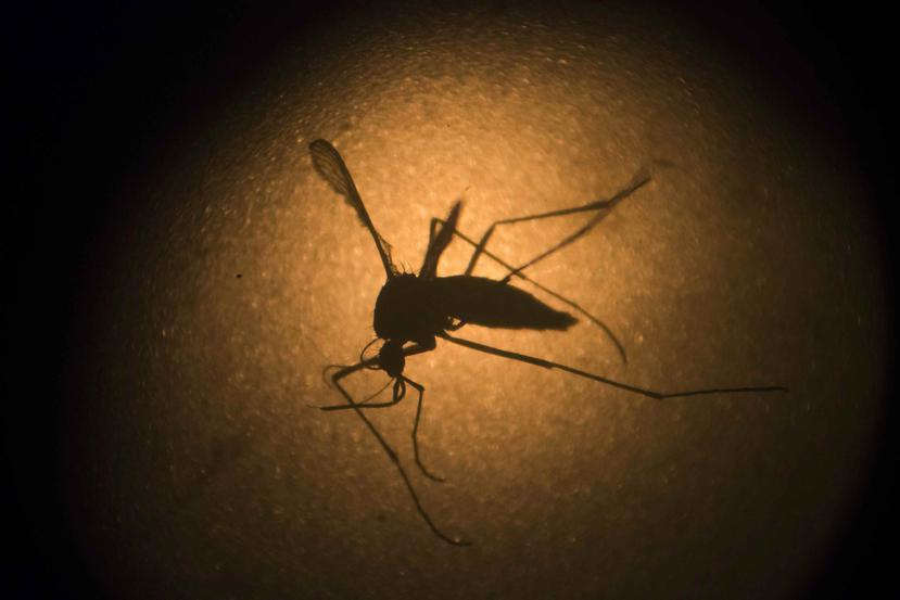 El virus del zika, transmitido principalmente por la picada de un mosquito, causa microcefalia y otros defectos congénitos en los fetos. (Archivo / AP)