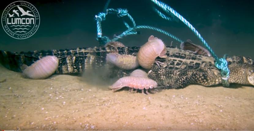 Son unos isópodos los que devoran el cádaver del cocodrilo. (Imagen tomada del video de YouTube).