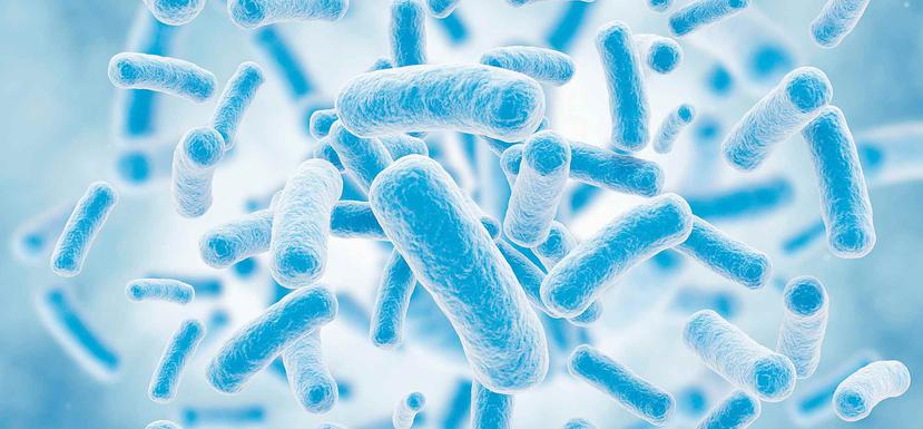 "Teniendo en cuenta la importancia de las bacterias en la digestión, es fundamental que se realicen nuevos estudios para investigar este efecto ignorado del cambio climático", dijo uno de los investigadores. (Archivo / GFR Media)