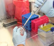El conocimiento de la biología celular del reovirus humano puede también ayudar a potenciar su uso para tratamientos contra el cáncer. (Pixabay)