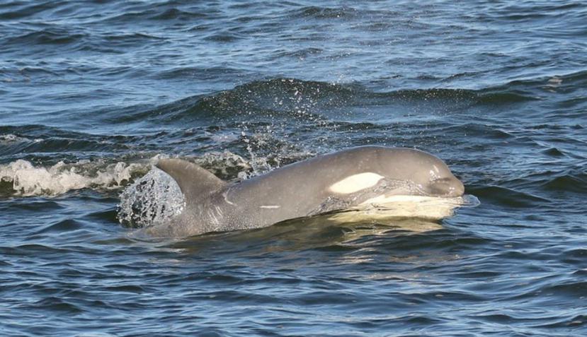 Tl'uk es una ballena asesina de un tono grisáceo que se vio por primera vez en noviembre de 2018 (Facebook/ Island Adventures Whale Watching).