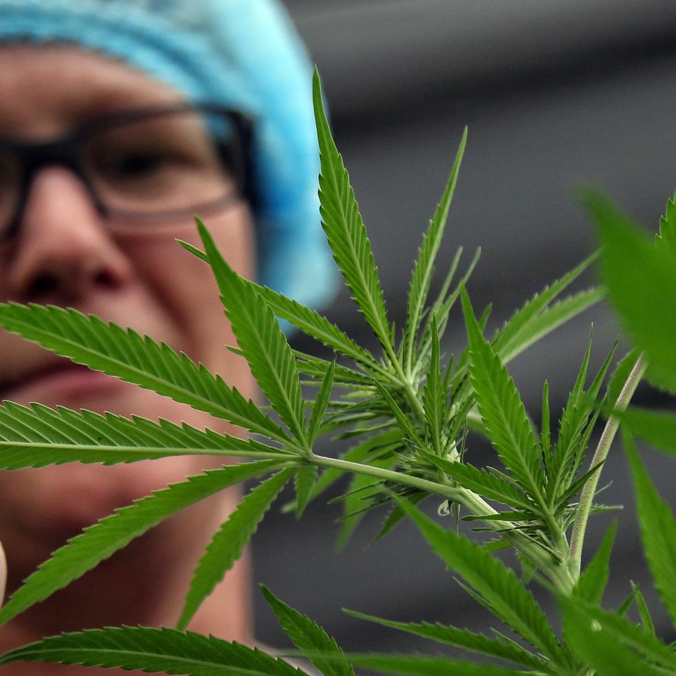 Fotografía de archivo en la que se registró a un técnico al revisar un cultivo de cannabis para uso medicinal.
