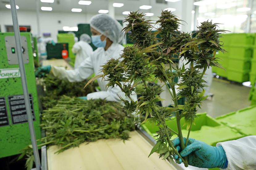 En Puerto Rico, la industria de cannabis medicinal estaría en riesgo de colapsar por exceso de producto y de dispensarios, según empresarios de este segmento emergente.