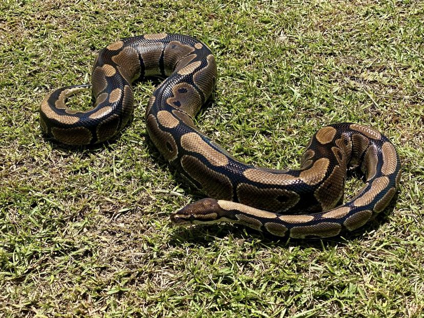Imagen de archivo de una serpiente pitón capturada en Puerto Rico.