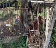 Dos monos patas fueron ocupados durante una orden de allanamiento en la casa de un oficial correccional en Río Grande.