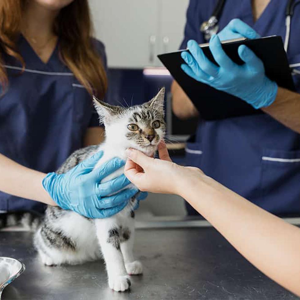 La exposición de motivos de la medida indica que las esterilizaciones de perros pueden fluctuar entre $80 y $155, y entre $55 y $100 la de los gatos.