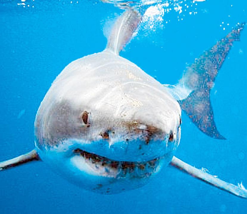 ?Esta es la 16ta vez que alguien muere mordido por un tiburón en el oeste de Australia desde el 2000. (GFR Media)