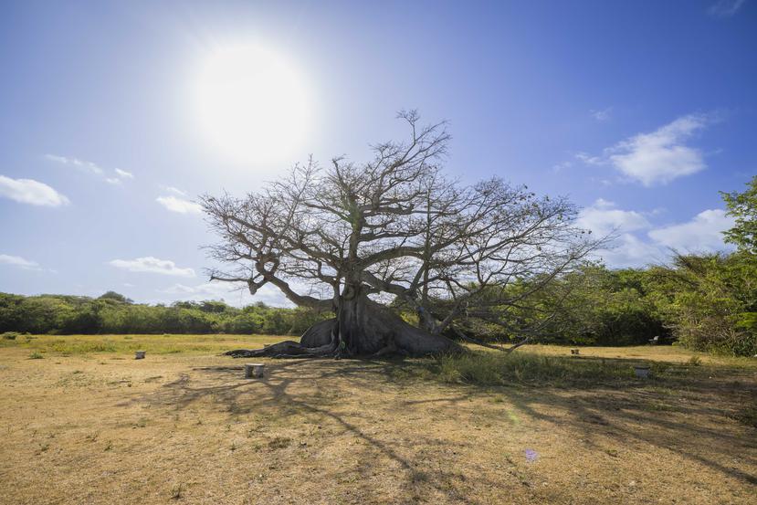 Vieques Ceiba Tree Park Natural Reserve.