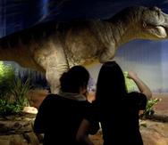Los músculos de la mandíbula del T. rex y la fuerza de su mordida pueden ser más pequeños de lo que en el pasado se creía (EFE).