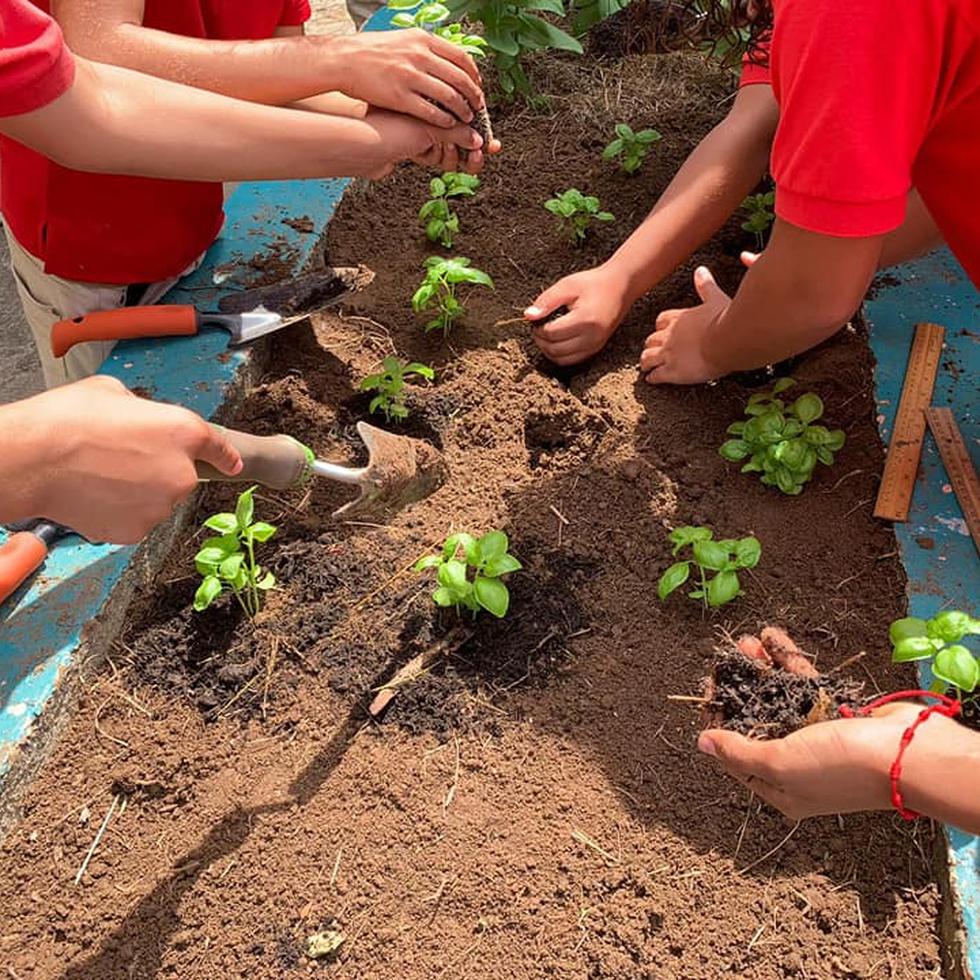 Estudiantes de la Escuela Intermedia Berwind y vecinos del Residencial San Martín lideran dos proyectos agroecológicos para ofrecer seguridad alimentaria a la comunidad de Sabana Llana.Foto suministrada