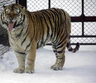 El zoológico de Zúrich dijo que se activó una alarma interna a la 1:20 de la tarde sobre que la cuidadora había sido atacada en el recinto por una tigre hembra. (AP / Ng Han Guan)