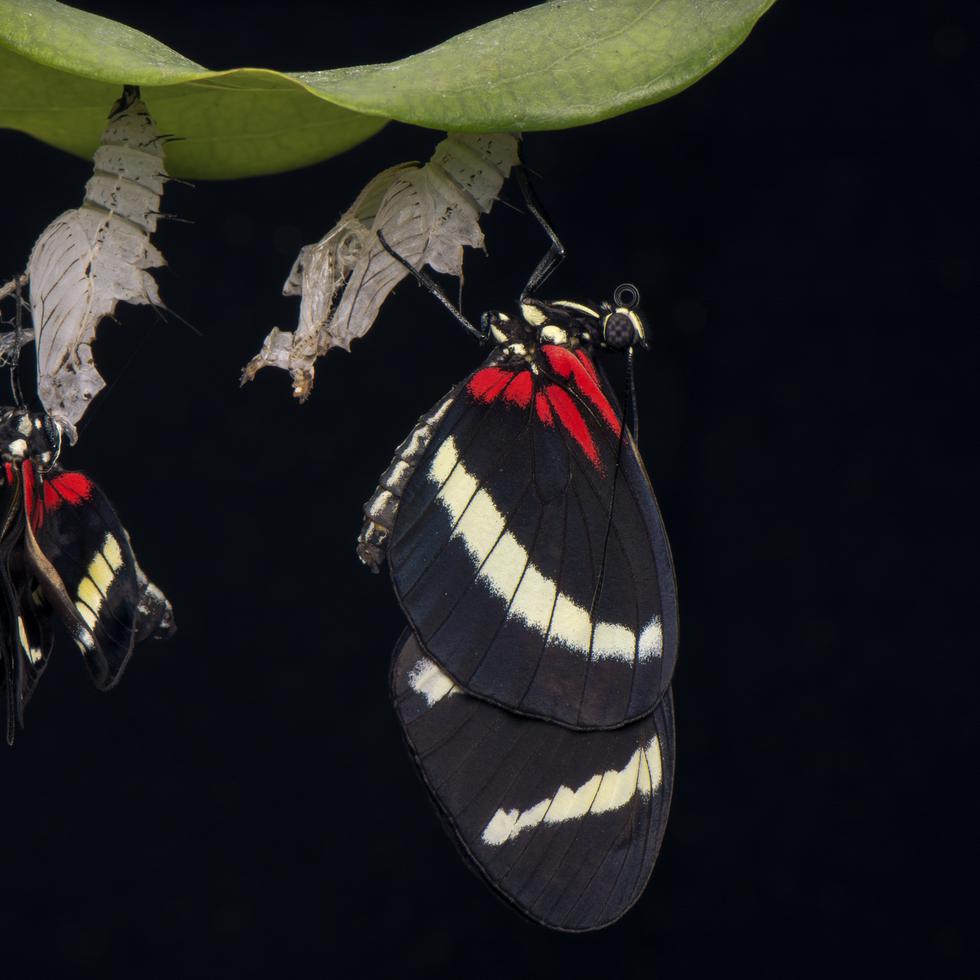 En las mariposas, el patrón de colores que tienen en sus alas es creado por diferentes genes.