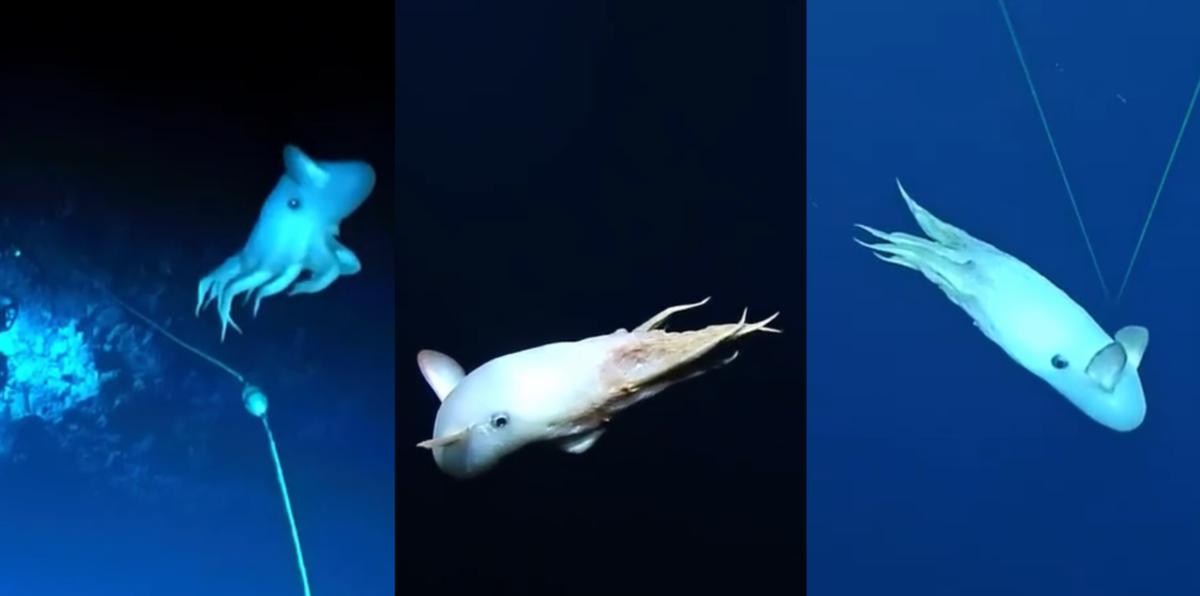 Captado en vídeo: extraña especie de pulpo se pasea en suelo marino