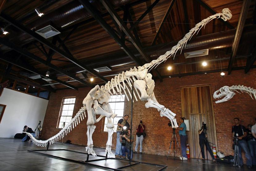 Al contrario de sus sucesores, los primeros dinosaurios de la familia de los Diplodocus o los Braquiosauros eran pequeños y tenían únicamente dos patas. (EFE / Antonio Lacerda)