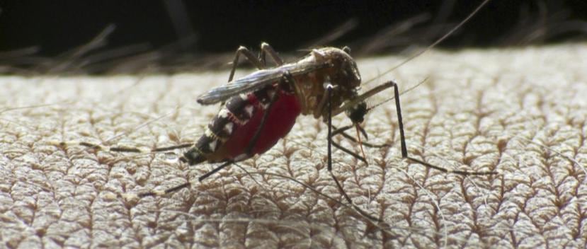 La nueva vacuna contra el dengue actúa contra los cuatro serotipos del virus del dengue transmitidos por el mosquito Aedes aegypti. (Sanofi Pasteur).