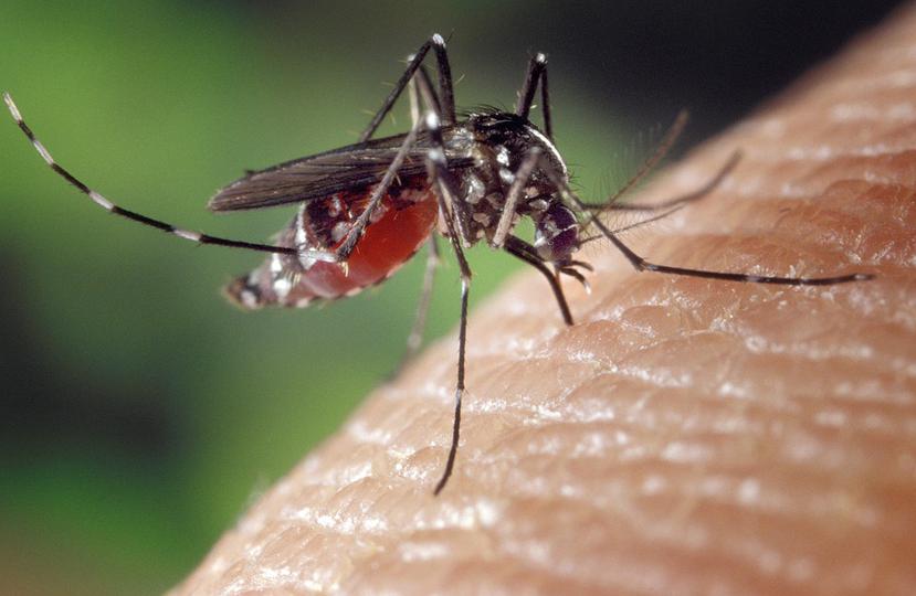 Los resultados reflejan qie los mosquitos no seleccionan a sus presas por su color de piel. (Pixabay)