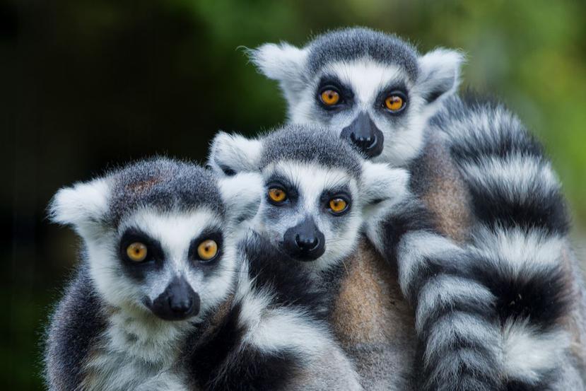 Un grupo de lémur.  (Shutterstock)