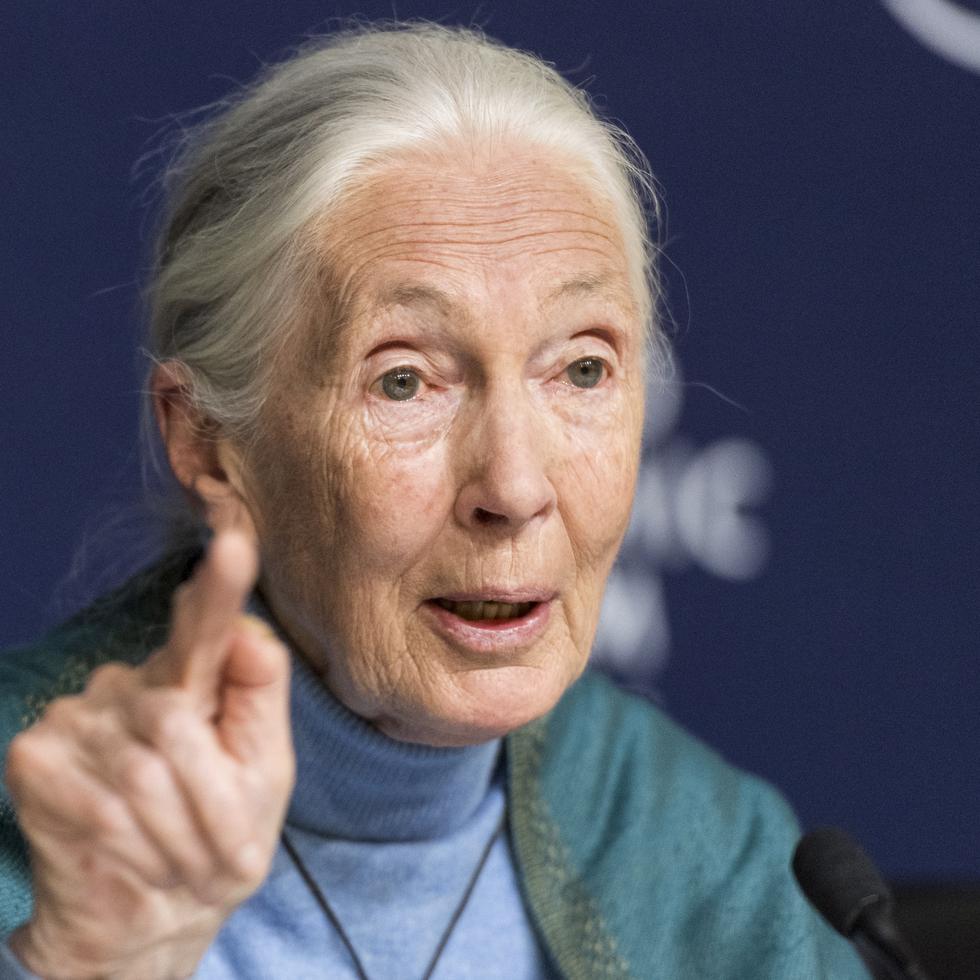 Jane Goodall nació en Londres el 3 de abril de 1934 y su primer contacto con un chimpancé se produjo el día que cumplía dos años.