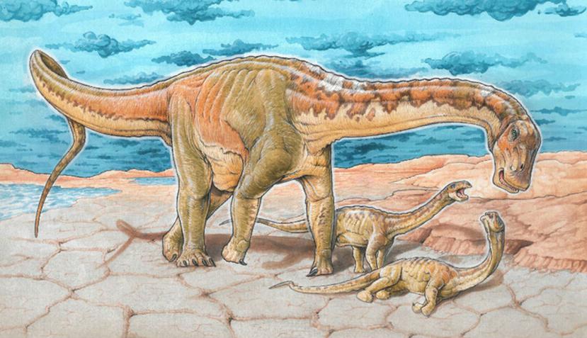 Este dinosaurio pertenece al grupo de los saurópodos y medía unos 40 pies de longitud. (mef.org.ar)