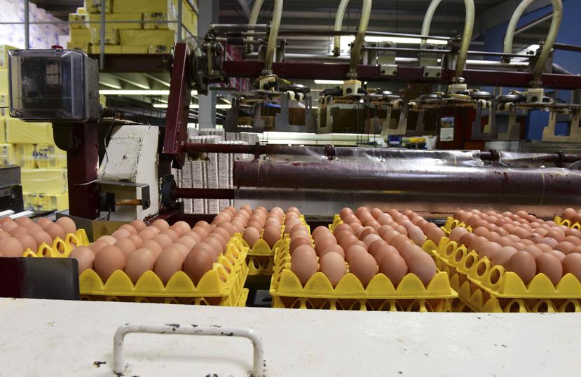 El huevo importado está en venta a alrededor de 50 centavos la docena. (Archivo / GFR Media)