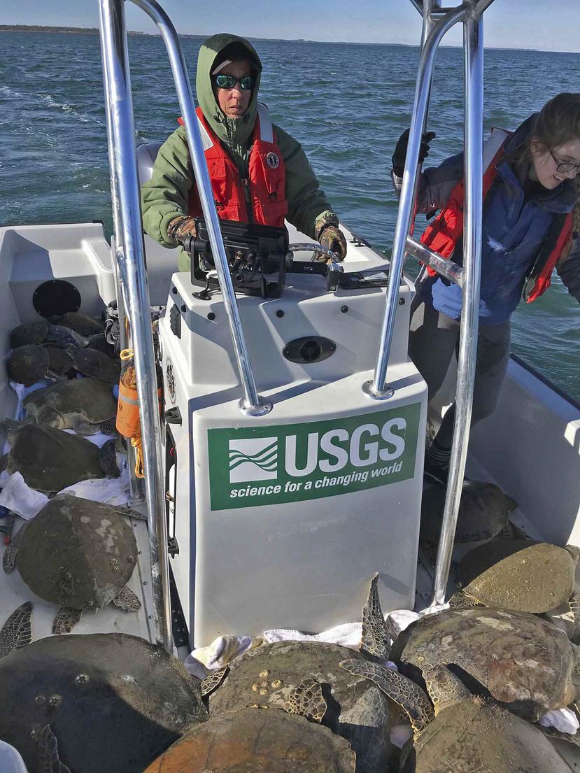 La científica Margaret Lamont al timón de un bote en el que traslada a 52 tortugas que quedaron aturdidas por el frío en la Bahía de St. Joseph en Florida. (AP)