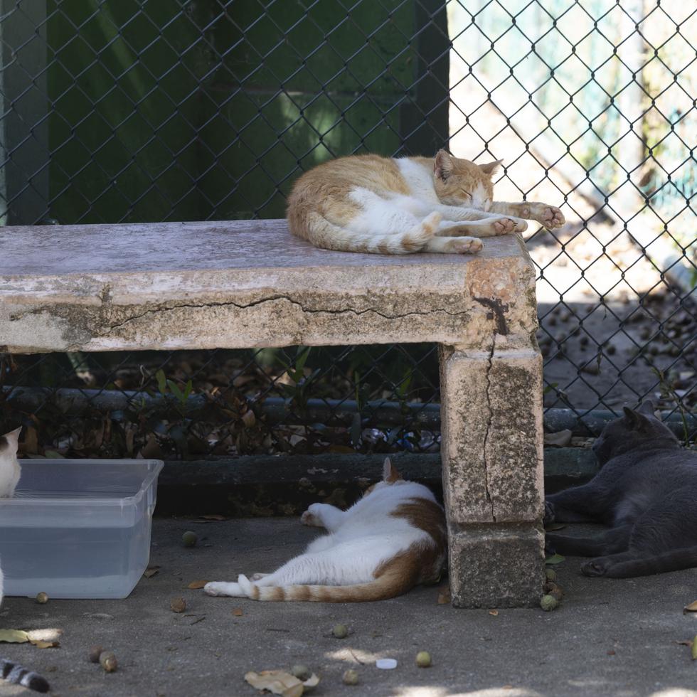 La agencia dijo que contratará a una organización de protección animal para retirar a los 200 gatos que se cree viven en 75 acres que rodean un fuerte en el Sitio Histórico Nacional de San Juan que la agencia federal opera en el Viejo San Juan.