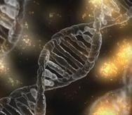 El genoma es el conjunto completo de instrucciones de un organismo, un libro que está escrito con combinaciones de solo cuatro unidades químicas designadas con las letras A, T, C y G (adenina, timina, citosina y guanina); estas se denominan bases nucleótidas.