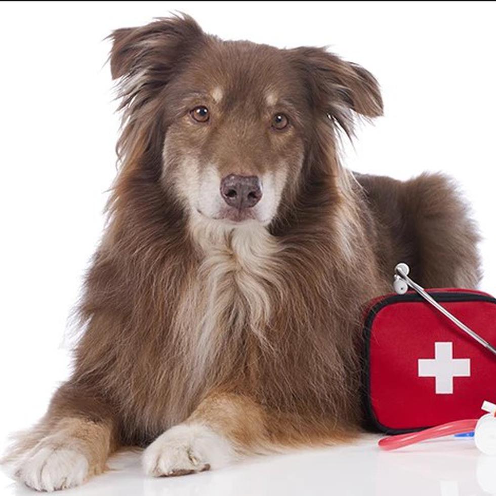 En caso de una emergencia es importante que la mascota tenga su botiquín de emergencia, además de una identificación con su nombre, nombre del dueño y número de teléfono.