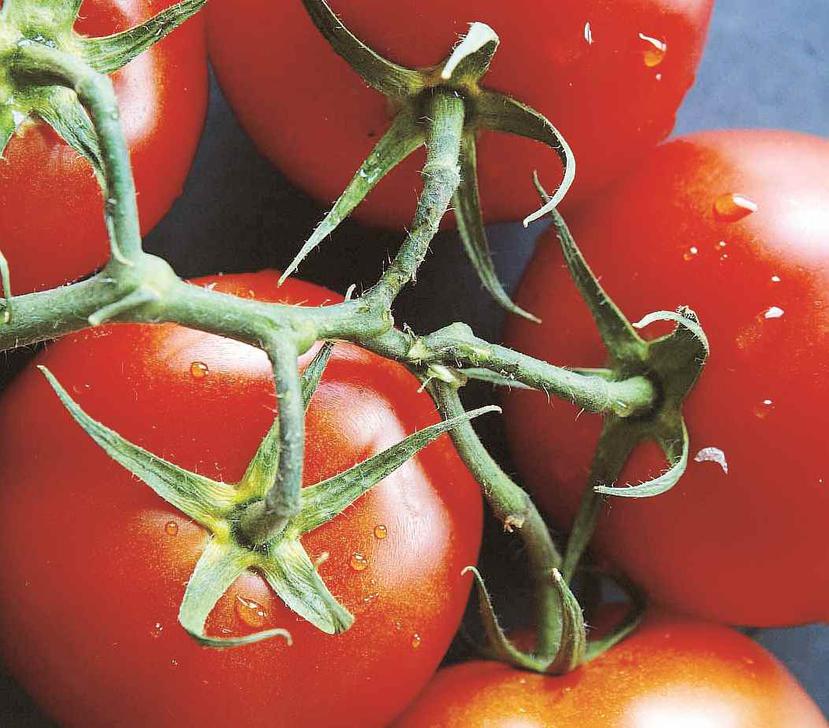 Los tomates adquieren su color rojo al reciclar mecanismos moleculares de respuesta a la luz para regular la maduración del fruto.