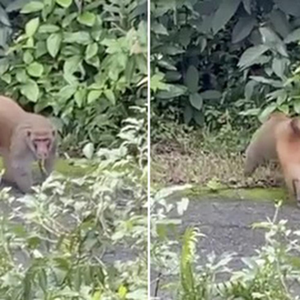 Esta es una de las imágenes de un mono que fueron captadas por personal de seguridad de la UPR en el Jardín Botánico de Río Piedras en noviembre pasado.