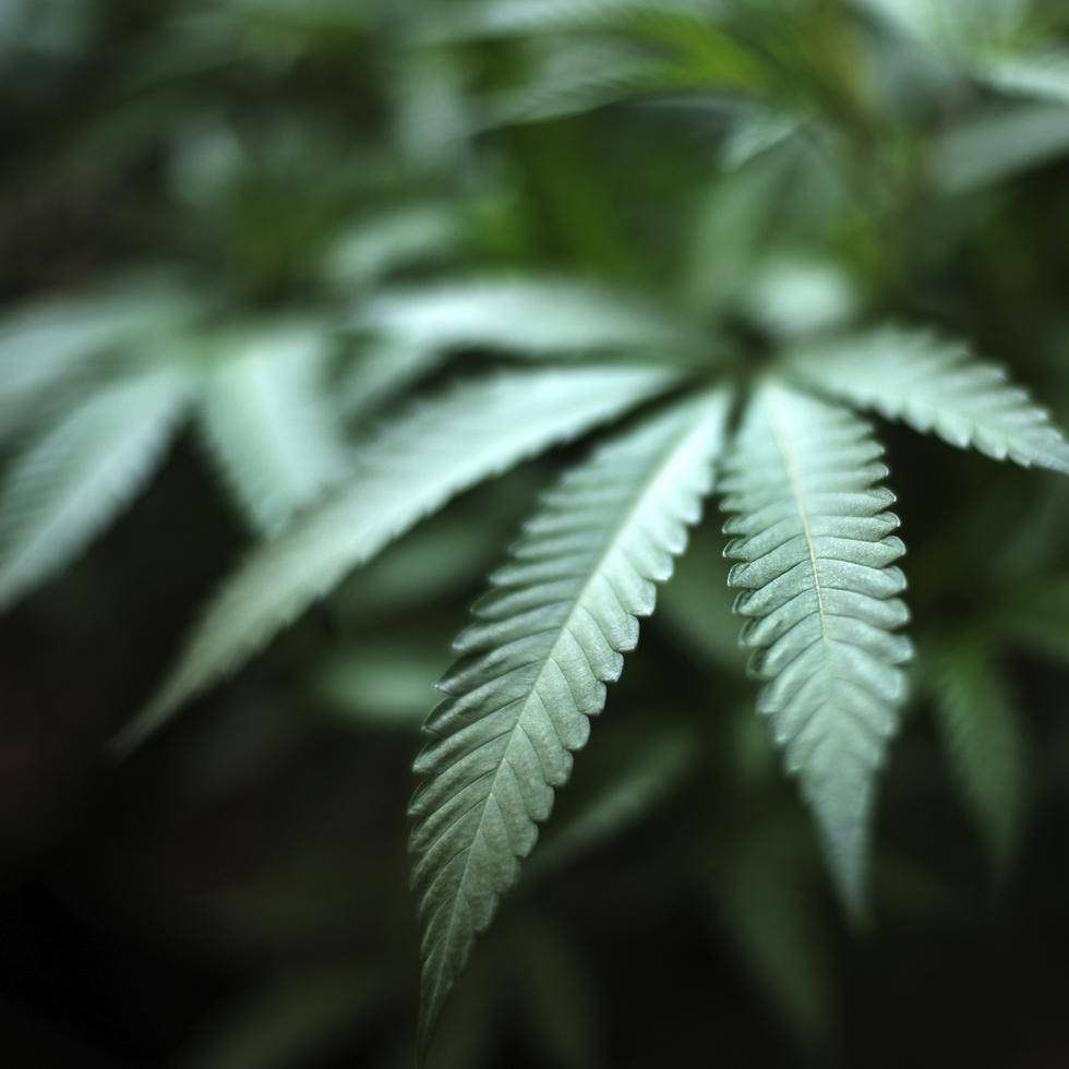 La DEA ha propuesto cambiar la marihuana de una droga de “Lista I”, que incluye heroína y LSD, a una droga de “Lista III”, menos regulada, que incluye ketamina y algunos esteroides anabólicos.