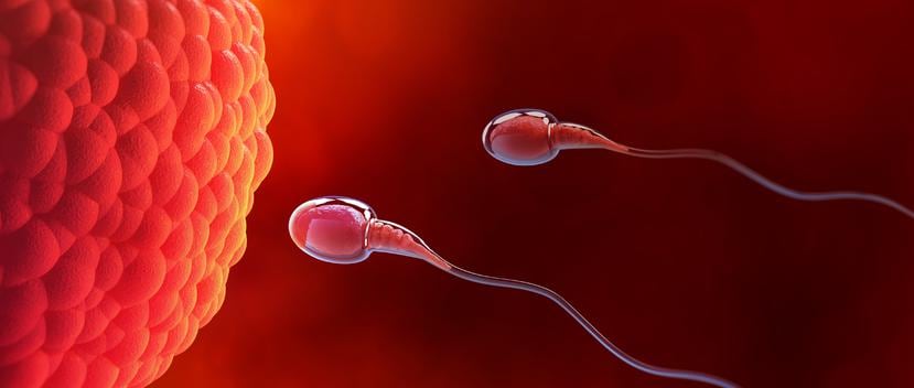 En el estudio, los hombres con bajos niveles de esperma se definieron como quienes tenían menos de 39 millones de espermatozoides por eyaculación. (Shutterstock)