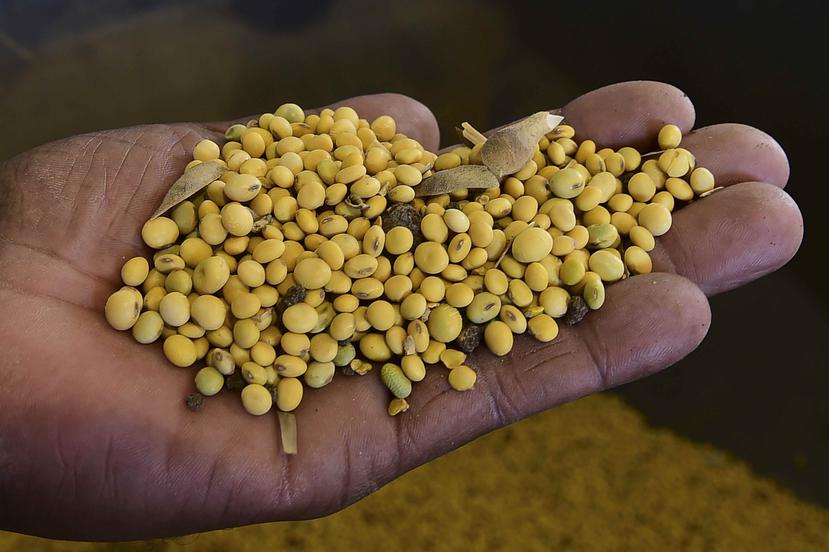 Semillas de soya  bajo investigación que Monsanto cultiva en la Isla, en busca de variedades más resistentes y con mejor rendimiento.
