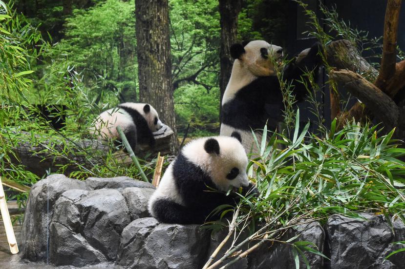 En esta imagen proporcionada por la Sociedad del Parque Zoológico de Tokio, las crías de panda nacidas en Japón Lei Lei, en el centro, y Xiao Xiao, a la izquierda, con su madre, Shin Shin, en el Zoo Ueno de Tokio, el miércoles 12 de enero de 2022.