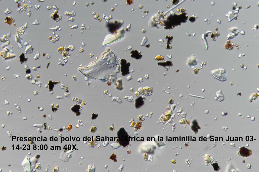 Imagen de la laminilla analizada esta mañana en la estación de alérgenos de San Juan. Laminilla tomada el 14 de marzo de 2023.